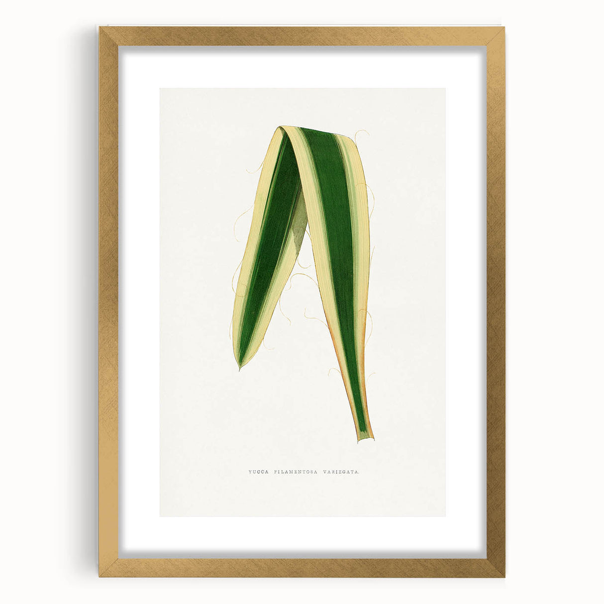 Romanticism Art: Yucca Filamentosa Leaf Illustration Canvas Print