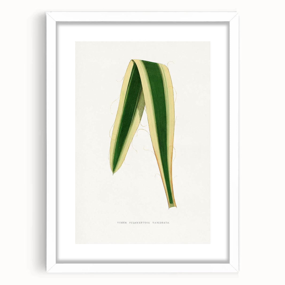 Romanticism Art: Yucca Filamentosa Leaf Illustration Canvas Print