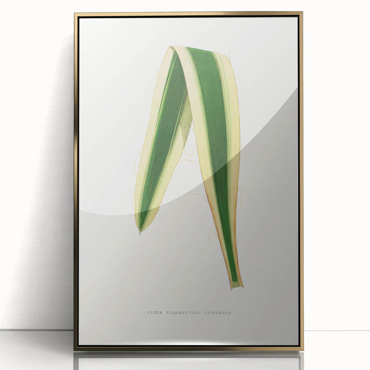 Romanticism Art: Yucca Filamentosa Leaf Illustration Canvas Print