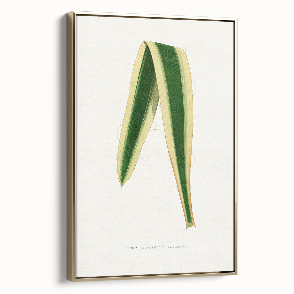 Romanticism Art: Yucca Filamentosa Leaf Illustration Canvas Print