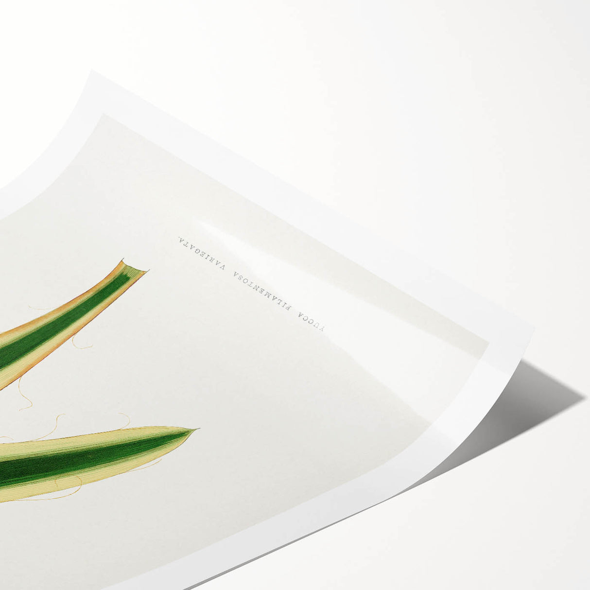 Romanticism Art: Yucca Filamentosa Leaf Illustration Canvas Print