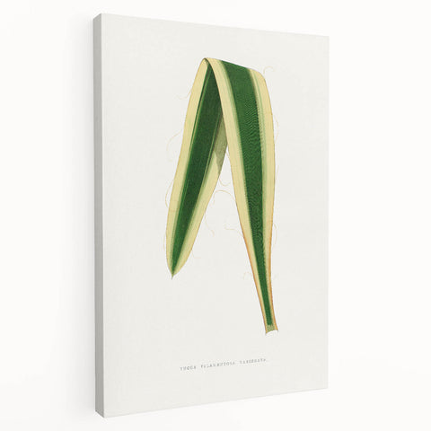 Romanticism Art: Yucca Filamentosa Leaf Illustration Canvas Print