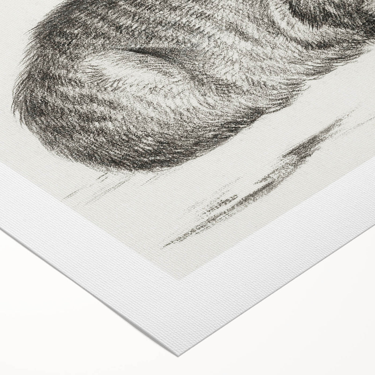 Famous Romantic Era Art: Brush Turkey - Historical Romantic Art Print