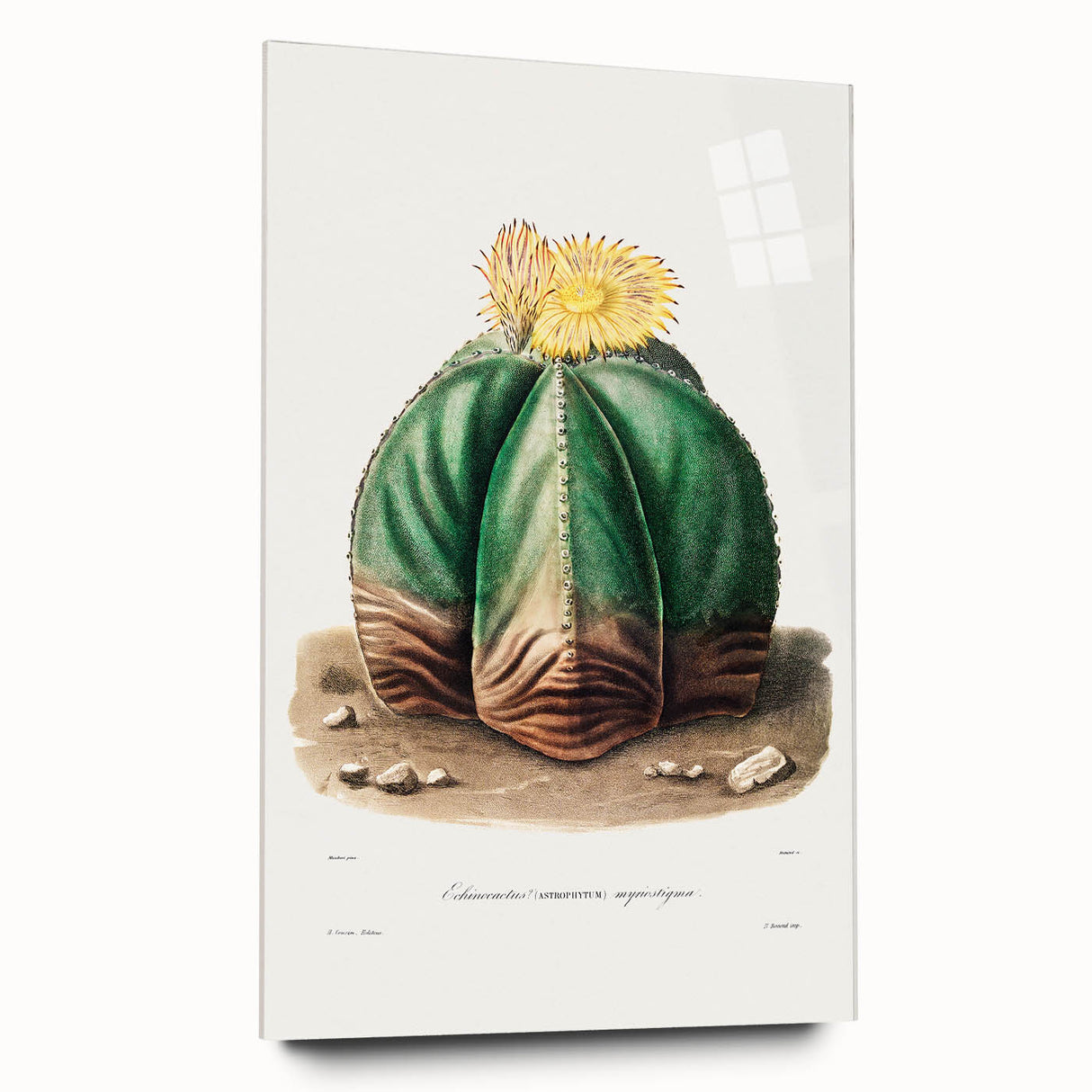 Romanticism Art: Bishop’s Cap Cactus Illustration Canvas Print
