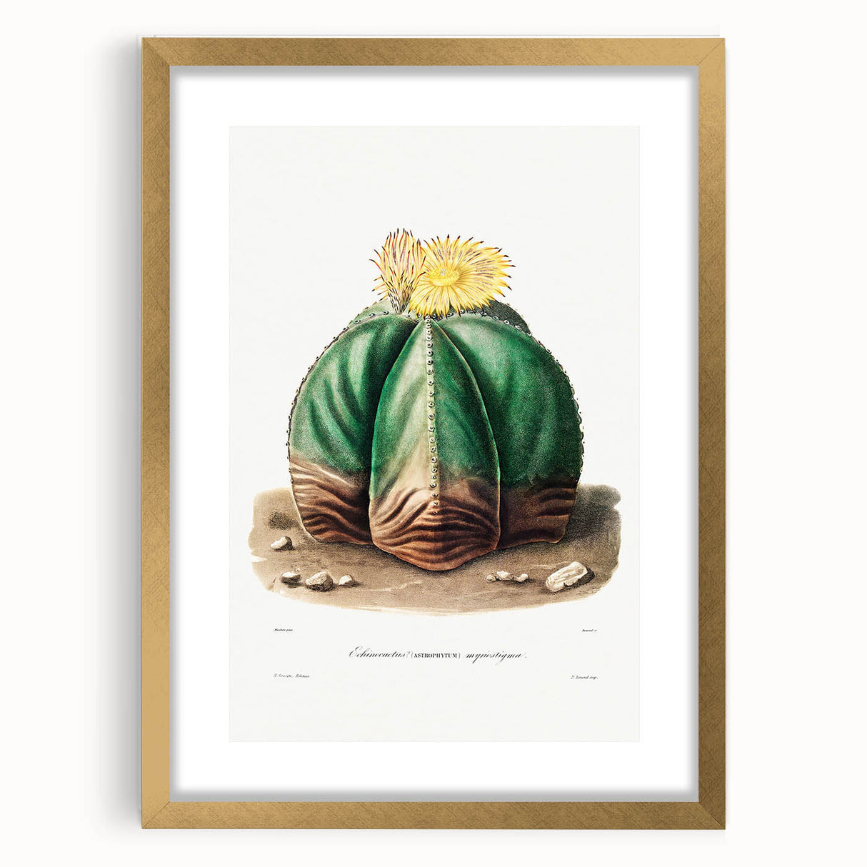 Romanticism Art: Bishop’s Cap Cactus Illustration Canvas Print