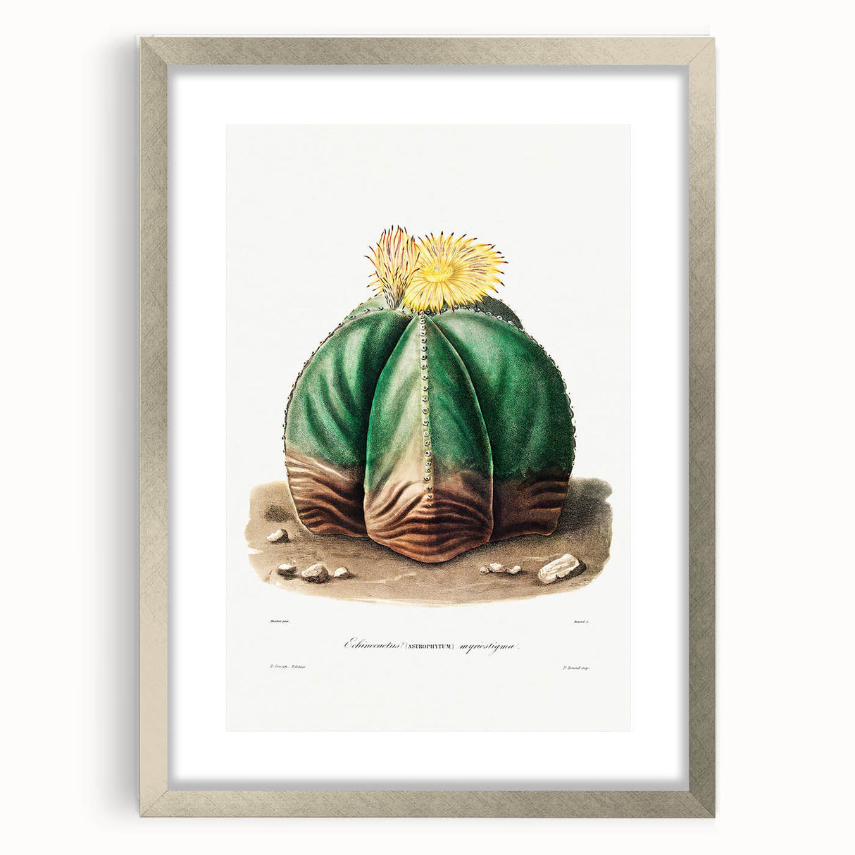 Romanticism Art: Bishop’s Cap Cactus Illustration Canvas Print