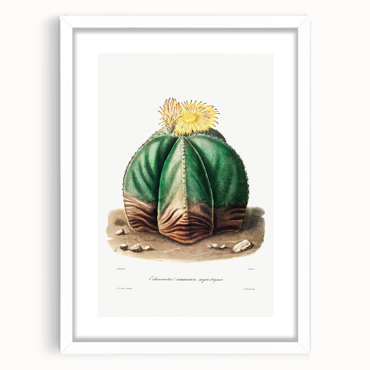 Romanticism Art: Bishop’s Cap Cactus Illustration Canvas Print