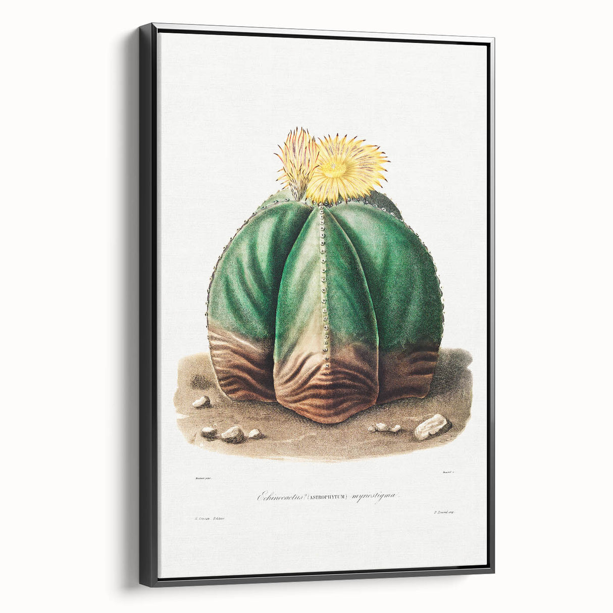 Romanticism Art: Bishop’s Cap Cactus Illustration Canvas Print