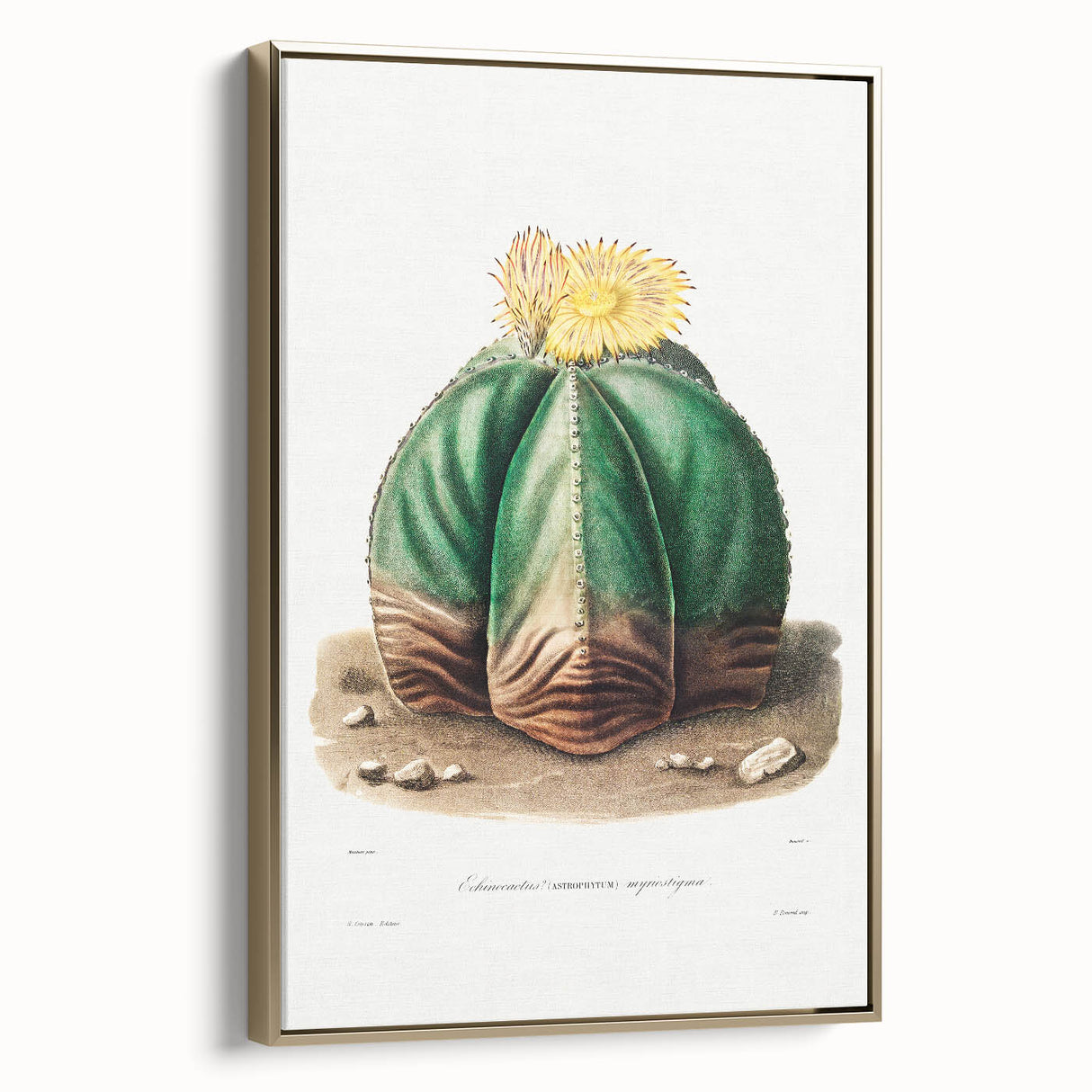 Romanticism Art: Bishop’s Cap Cactus Illustration Canvas Print
