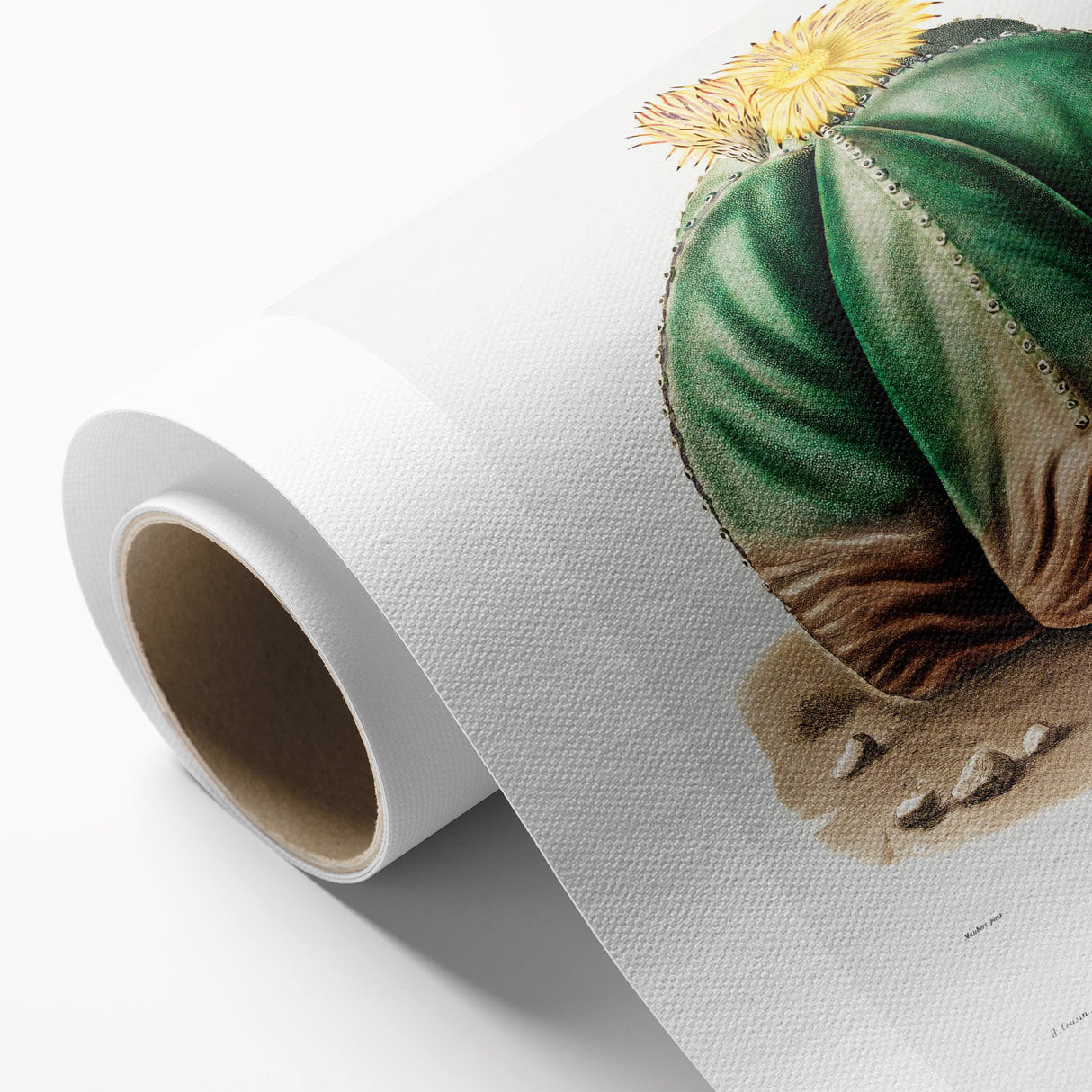 Romanticism Art: Bishop’s Cap Cactus Illustration Canvas Print