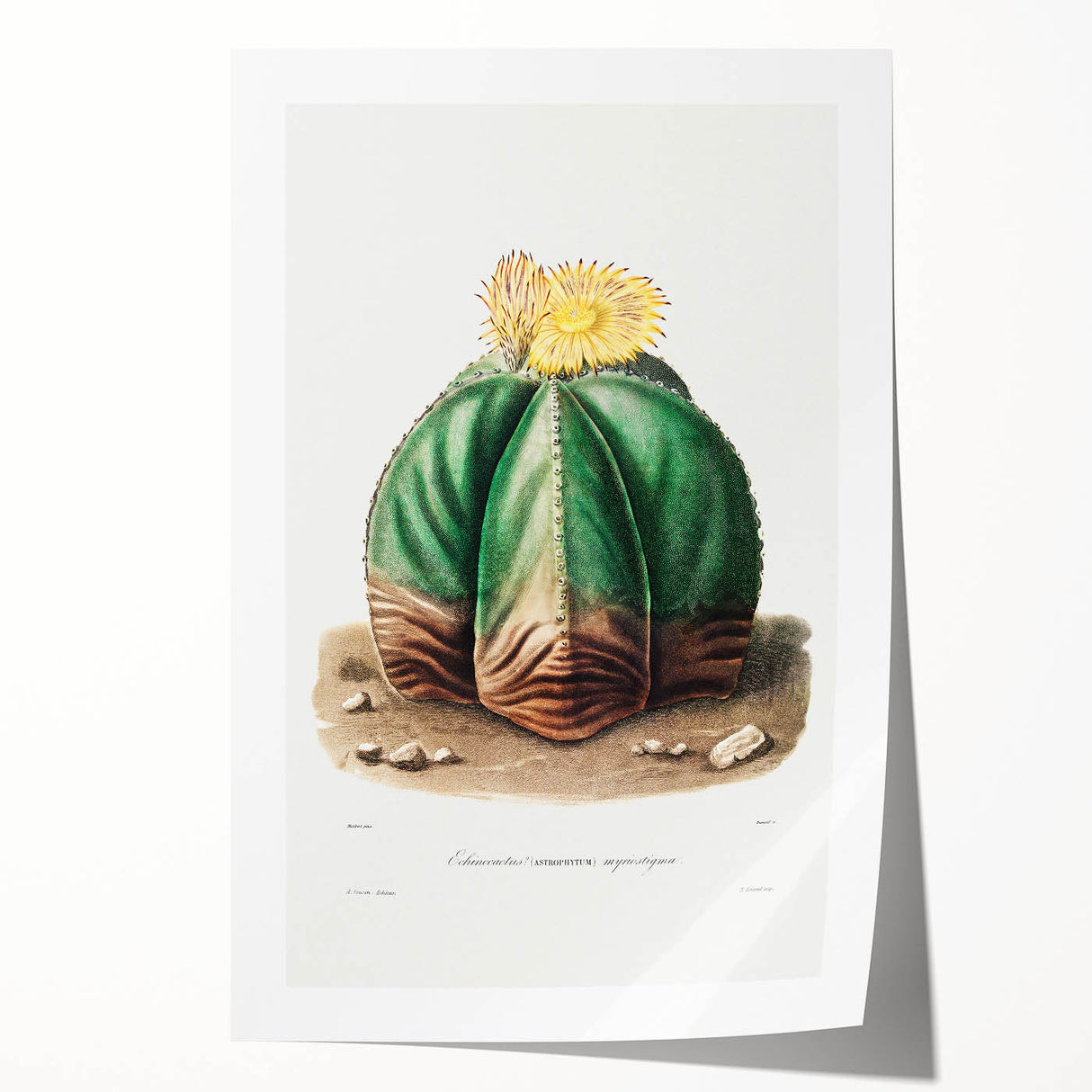 Romanticism Art: Bishop’s Cap Cactus Illustration Canvas Print
