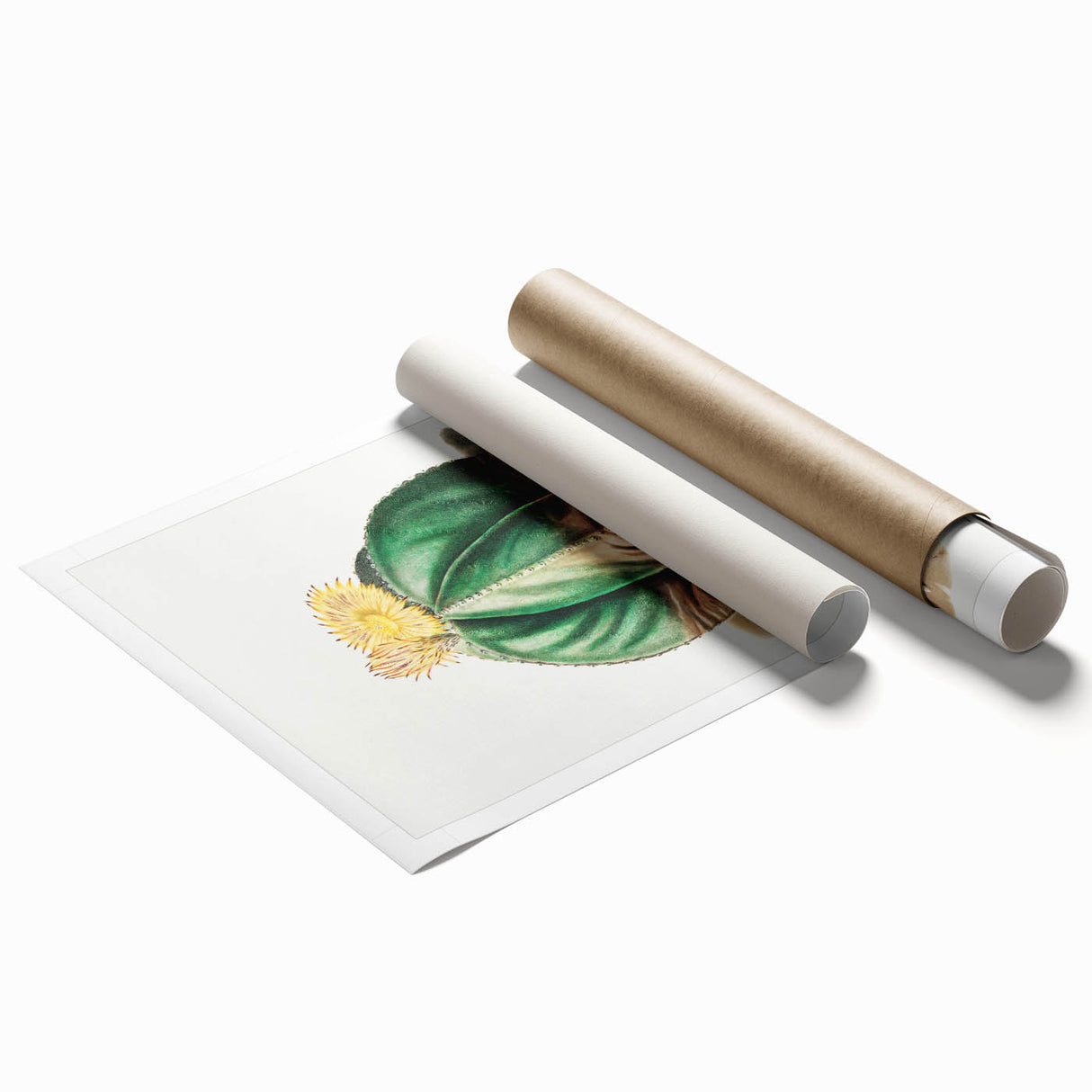 Romanticism Art: Bishop’s Cap Cactus Illustration Canvas Print