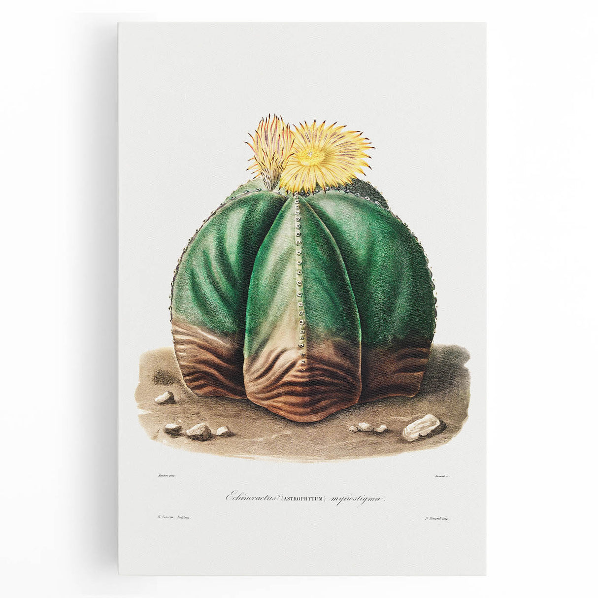 Romanticism Art: Bishop’s Cap Cactus Illustration Canvas Print