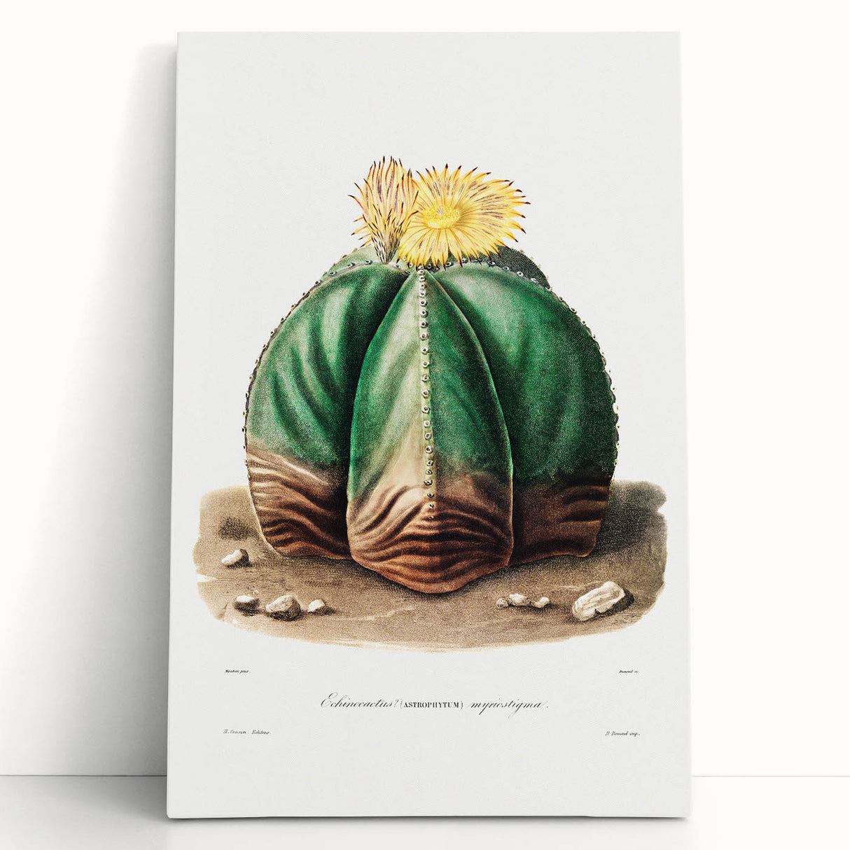 Romanticism Art: Bishop’s Cap Cactus Illustration Canvas Print