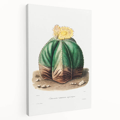 Romanticism Art: Bishop’s Cap Cactus Illustration Canvas Print