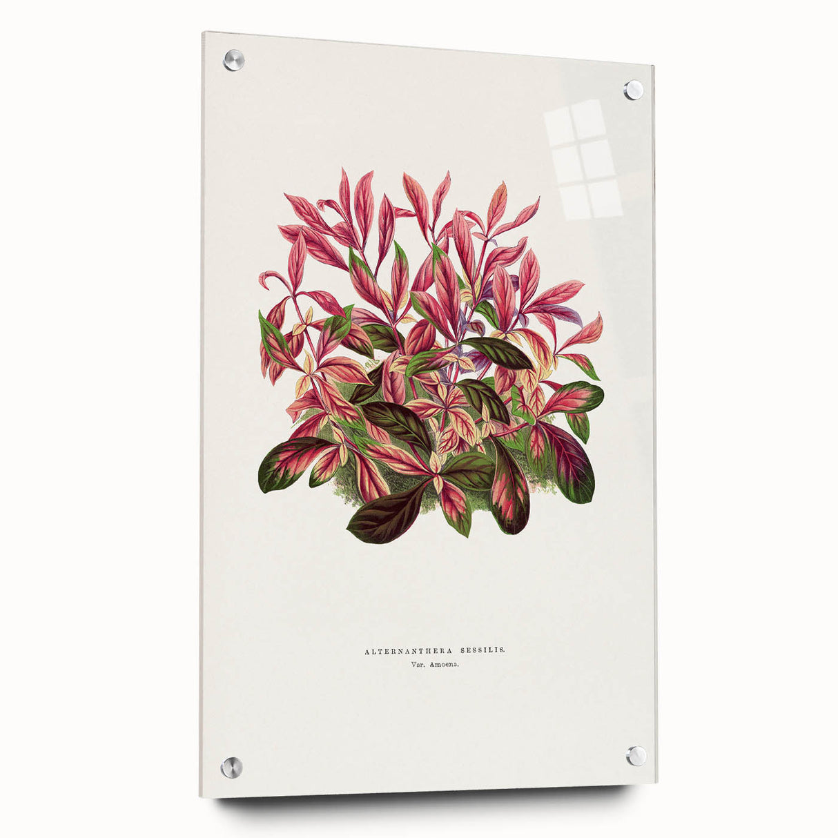 Romanticism Art: Alternanthera Leaf Botanical Canvas Print
