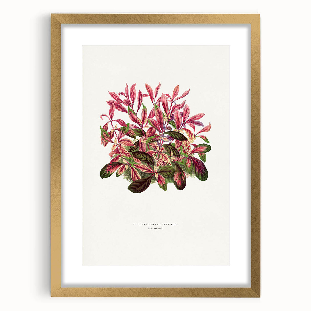 Romanticism Art: Alternanthera Leaf Botanical Canvas Print