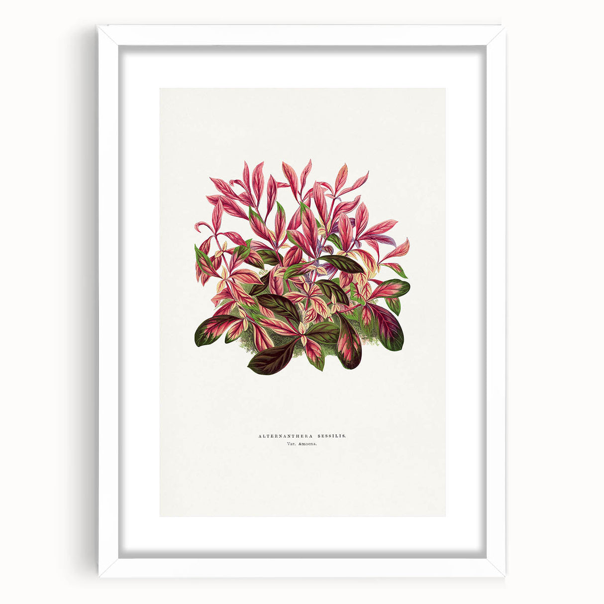 Romanticism Art: Alternanthera Leaf Botanical Canvas Print