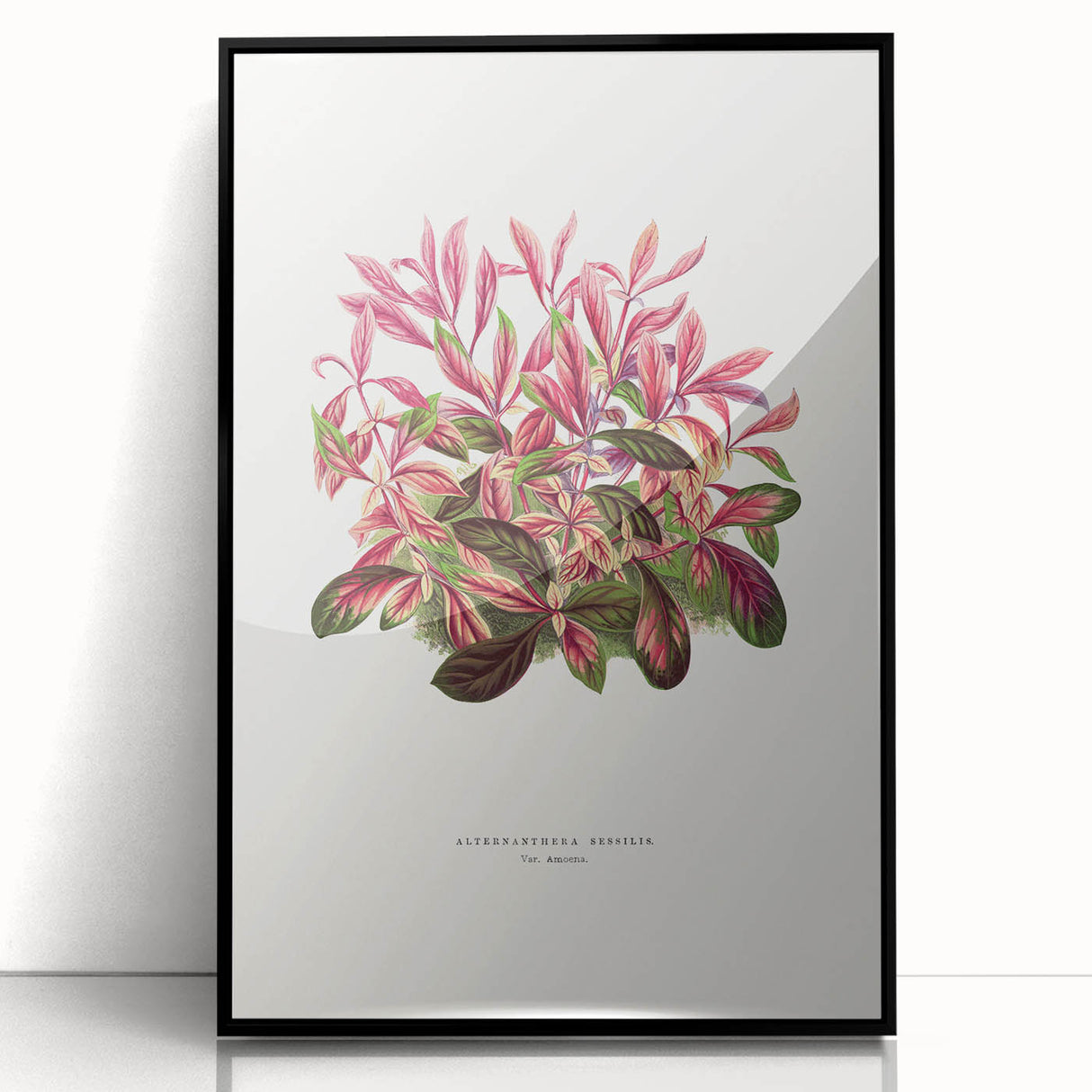 Romanticism Art: Alternanthera Leaf Botanical Canvas Print