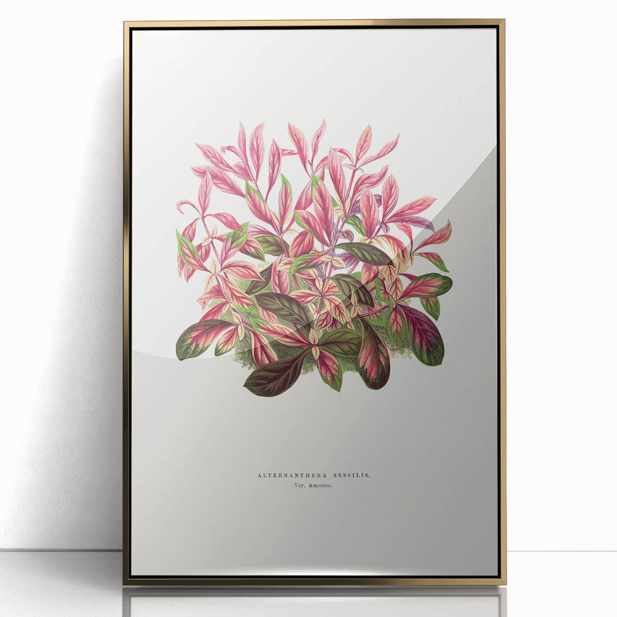 Romanticism Art: Alternanthera Leaf Botanical Canvas Print