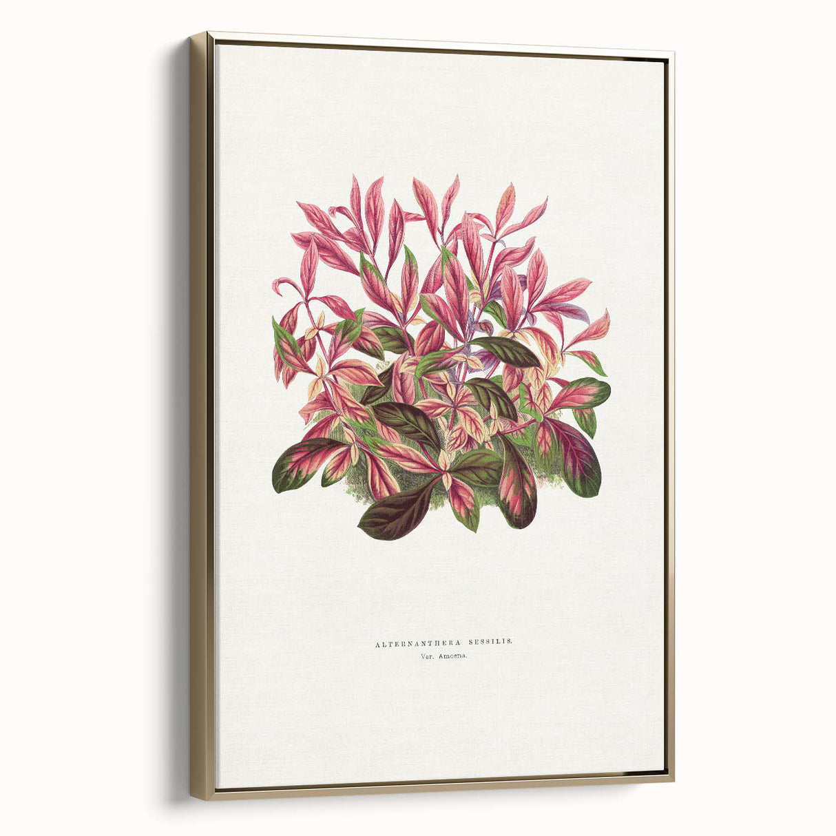 Romanticism Art: Alternanthera Leaf Botanical Canvas Print