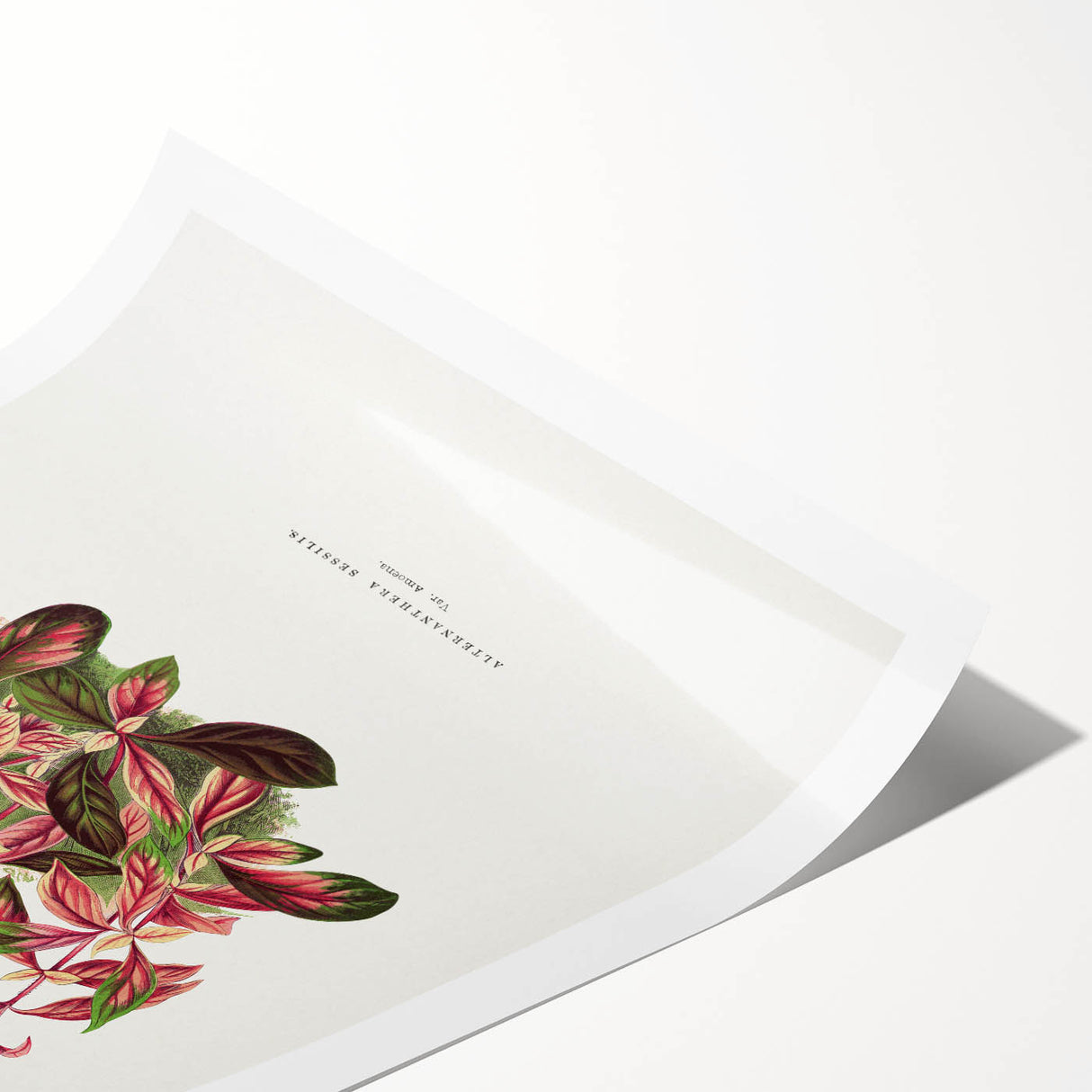 Romanticism Art: Alternanthera Leaf Botanical Canvas Print