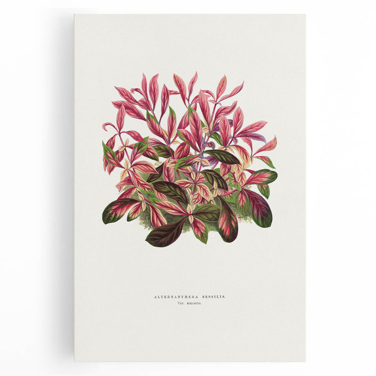 Romanticism Art: Alternanthera Leaf Botanical Canvas Print