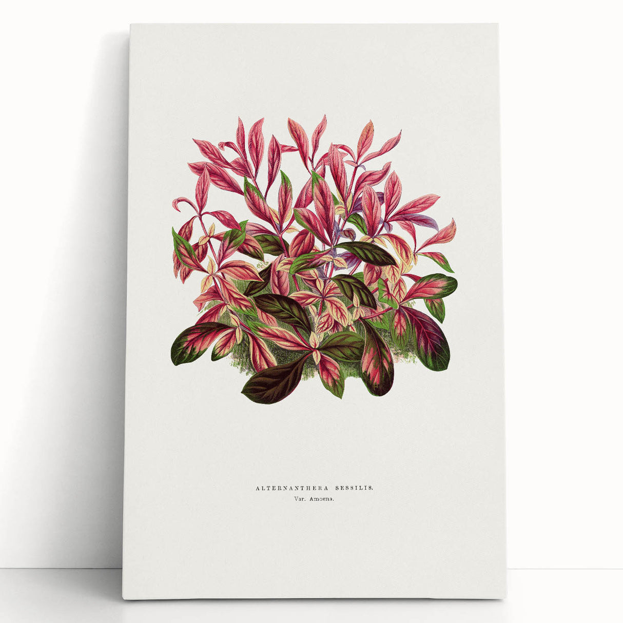 Romanticism Art: Alternanthera Leaf Botanical Canvas Print