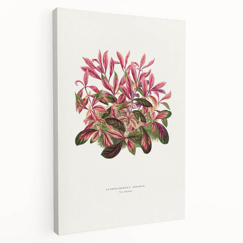 Romanticism Art: Alternanthera Leaf Botanical Canvas Print