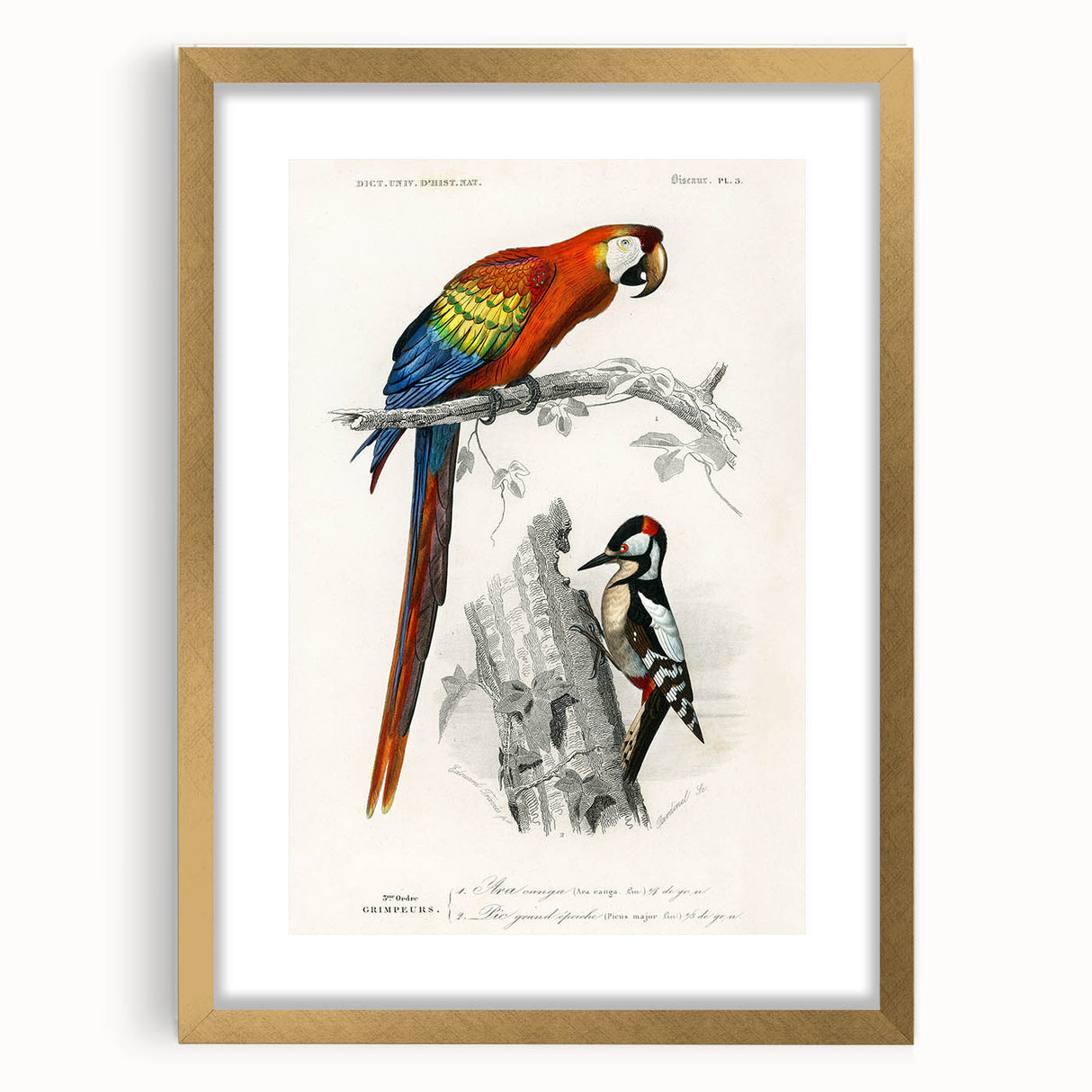 Romanticism Art: Macaw & Woodpecker Bird Illustration Canvas Print