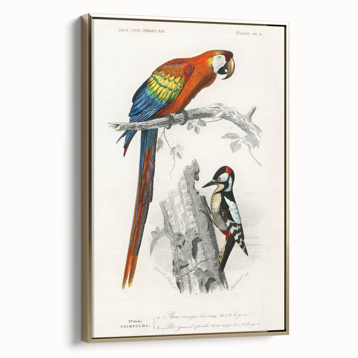 Romanticism Art: Macaw & Woodpecker Bird Illustration Canvas Print