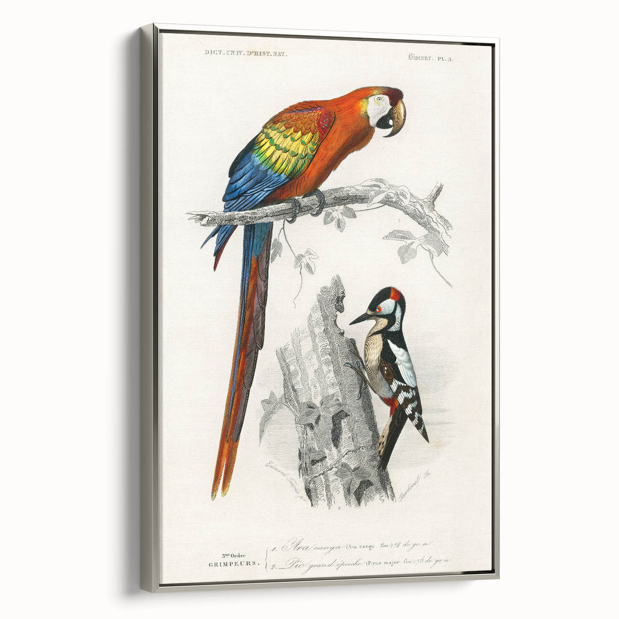Romanticism Art: Macaw & Woodpecker Bird Illustration Canvas Print