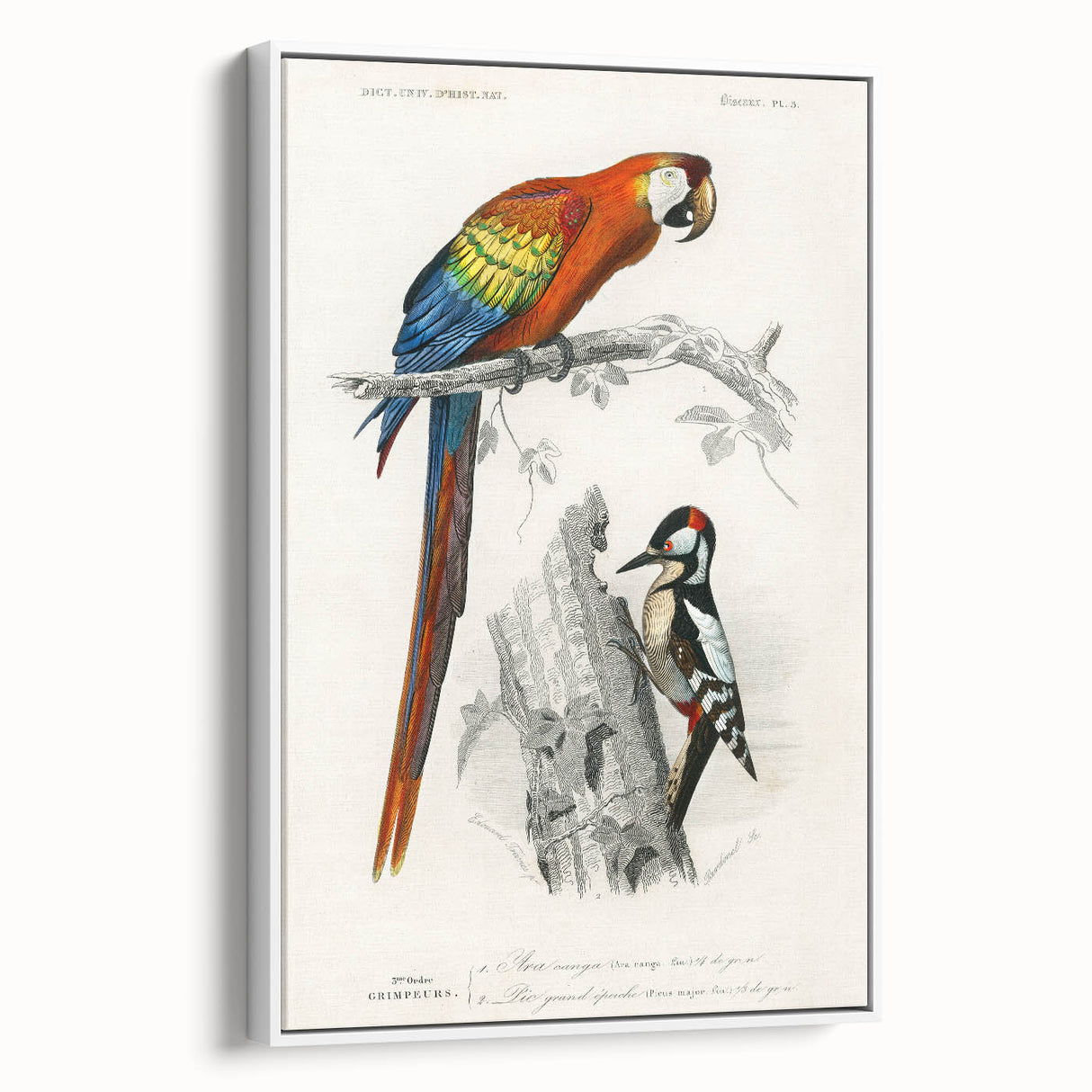 Romanticism Art: Macaw & Woodpecker Bird Illustration Canvas Print
