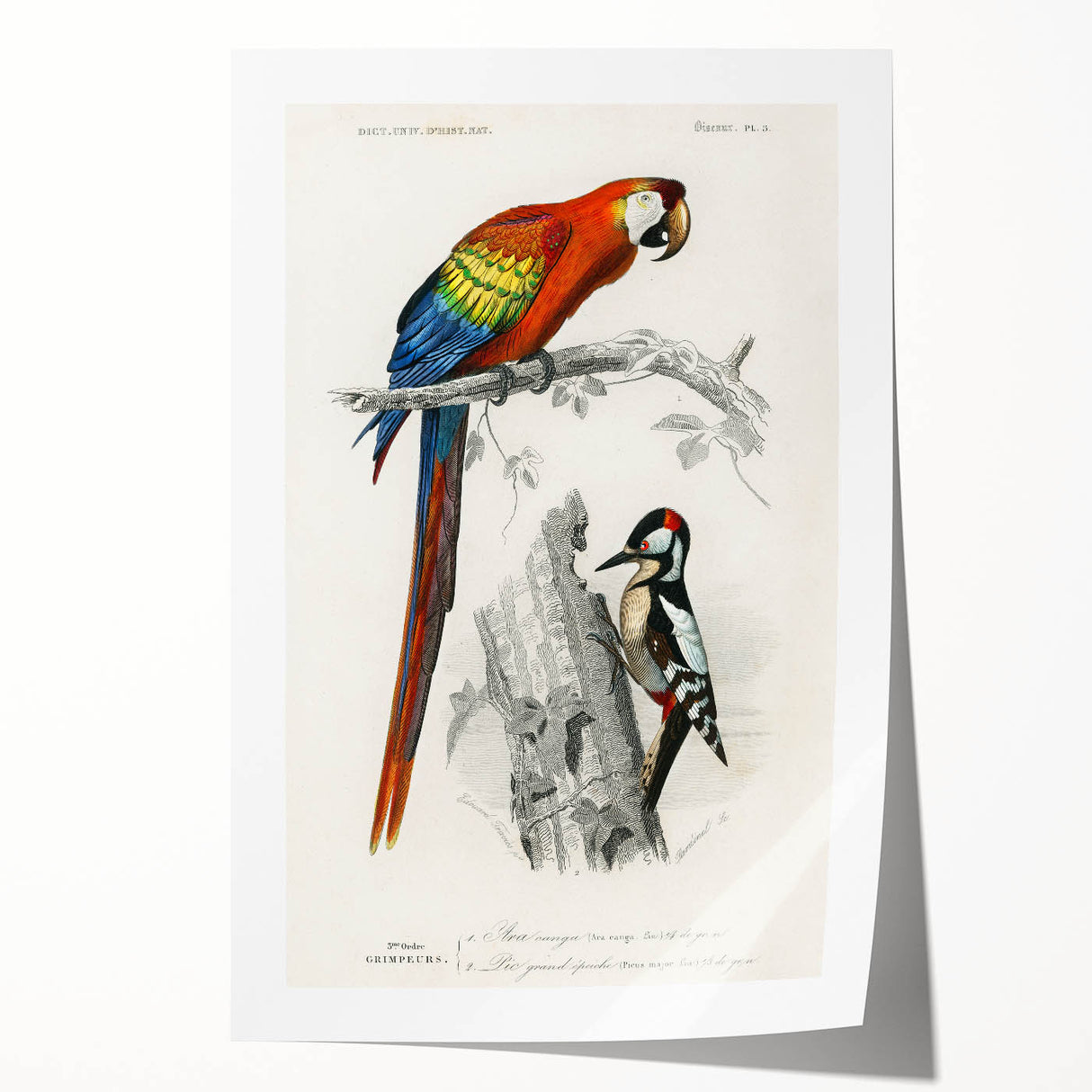 Romanticism Art: Macaw & Woodpecker Bird Illustration Canvas Print