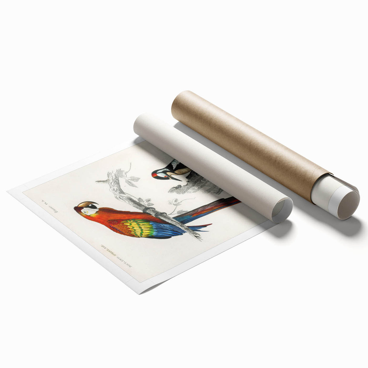 Romanticism Art: Macaw & Woodpecker Bird Illustration Canvas Print