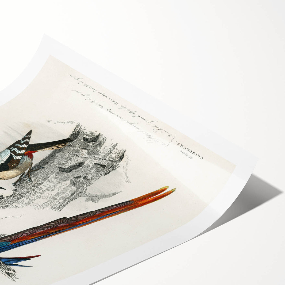 Romanticism Art: Macaw & Woodpecker Bird Illustration Canvas Print