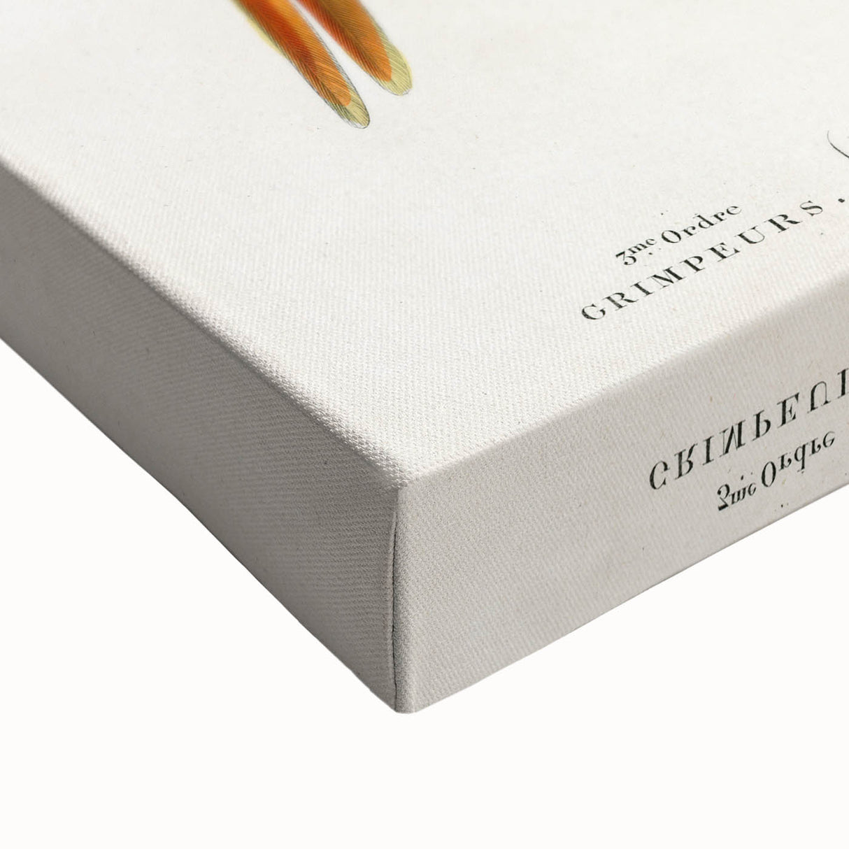 Romanticism Art: Macaw & Woodpecker Bird Illustration Canvas Print