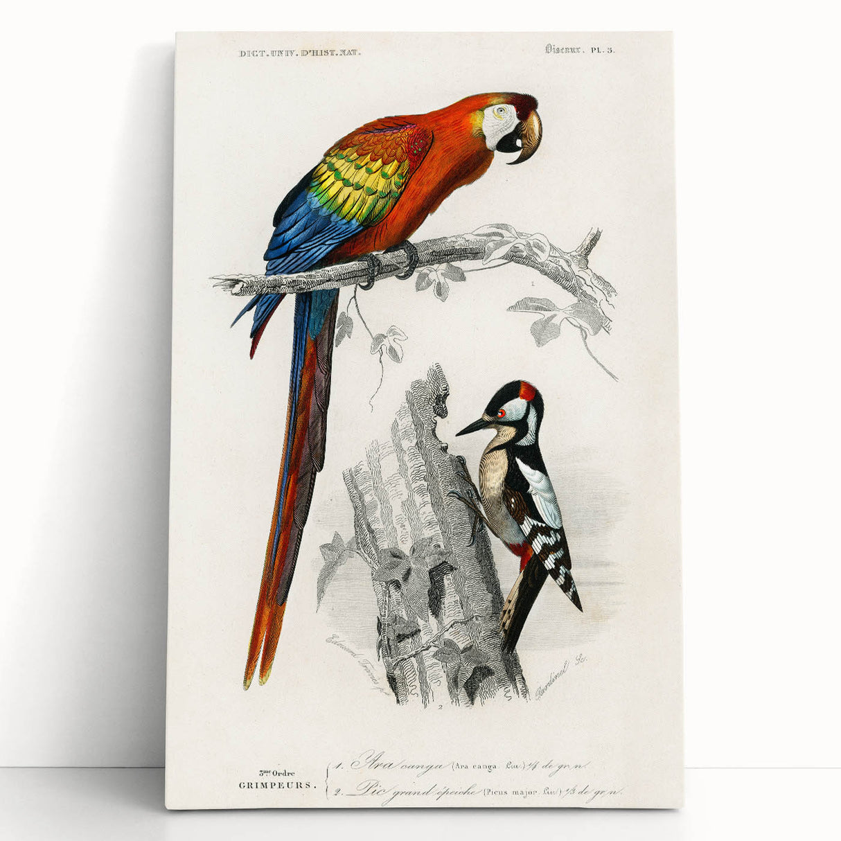 Romanticism Art: Macaw & Woodpecker Bird Illustration Canvas Print