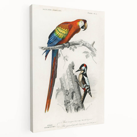 Romanticism Art: Macaw & Woodpecker Bird Illustration Canvas Print