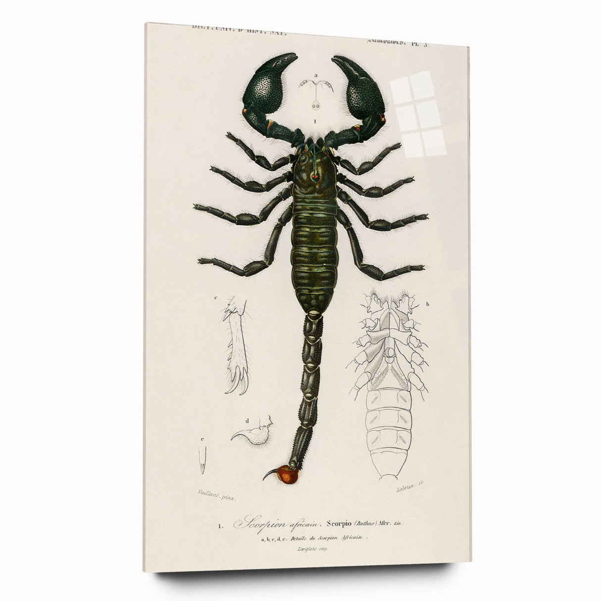 Romanticism Art: Emperor Scorpion Illustration Canvas Print