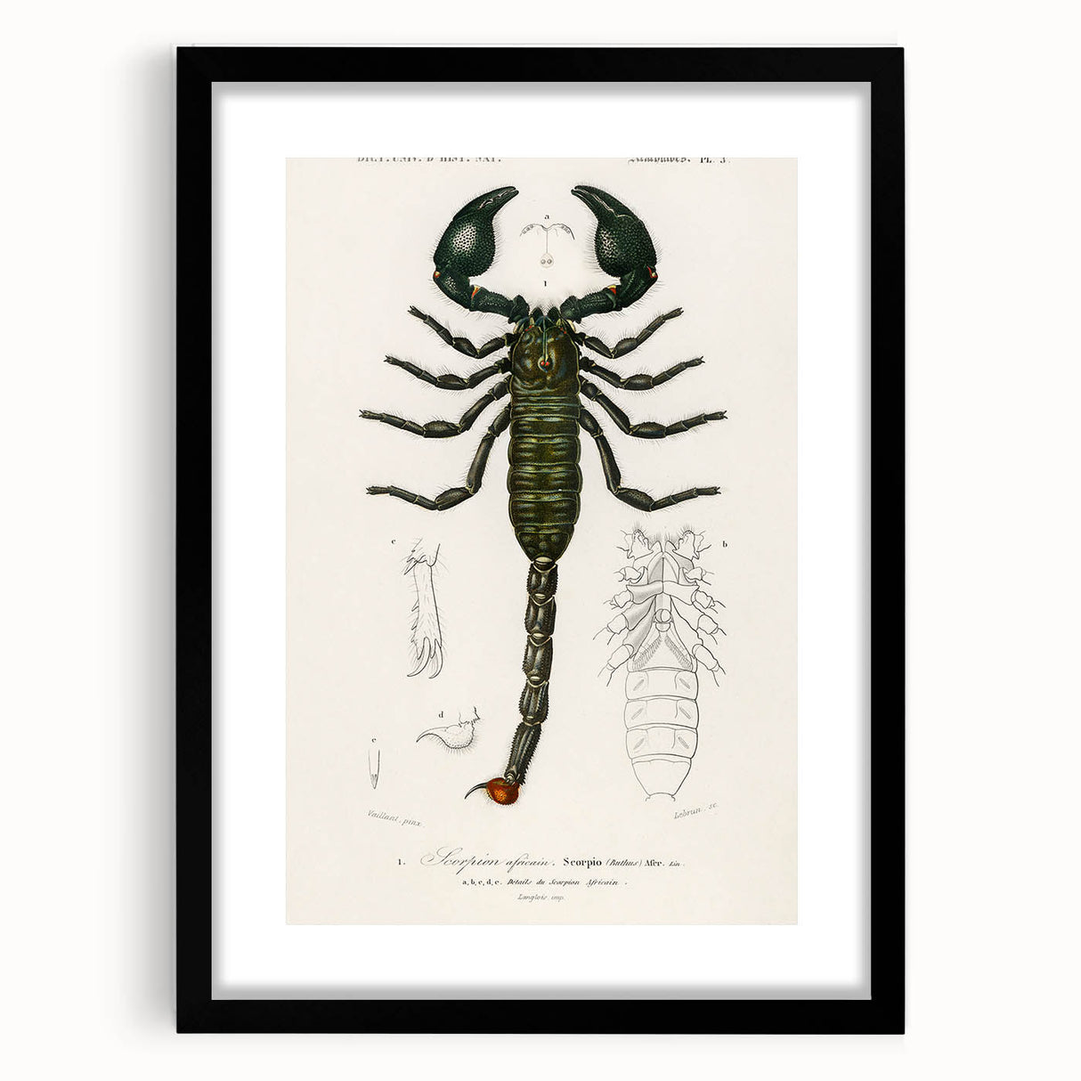 Romanticism Art: Emperor Scorpion Illustration Canvas Print