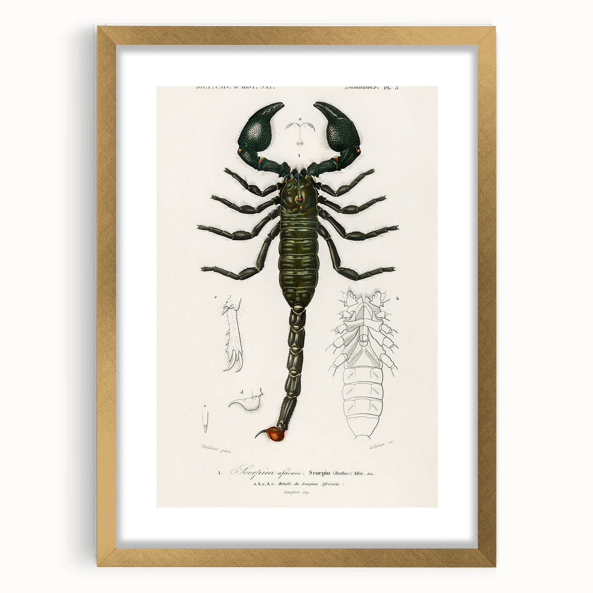 Romanticism Art: Emperor Scorpion Illustration Canvas Print