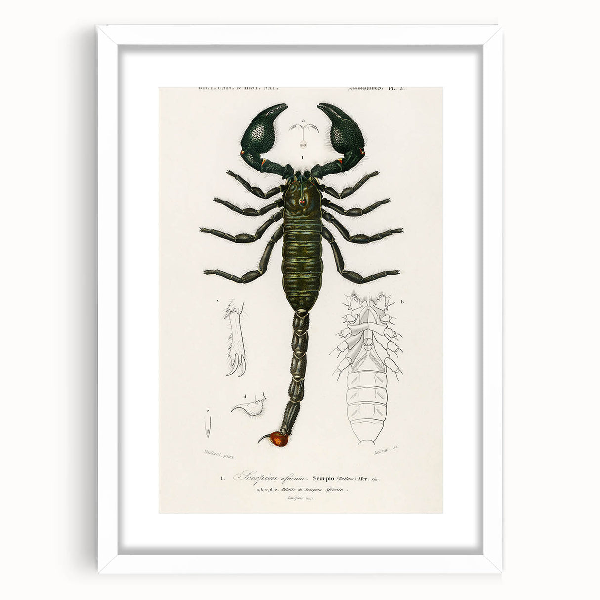 Romanticism Art: Emperor Scorpion Illustration Canvas Print