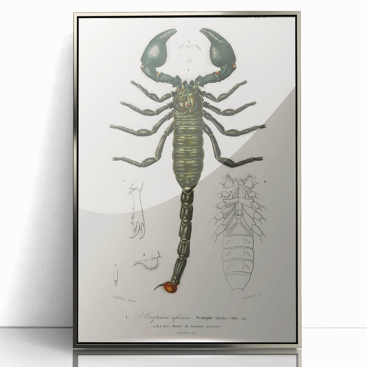 Romanticism Art: Emperor Scorpion Illustration Canvas Print