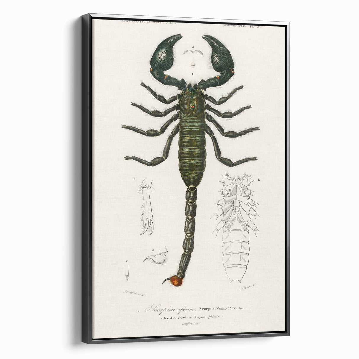 Romanticism Art: Emperor Scorpion Illustration Canvas Print