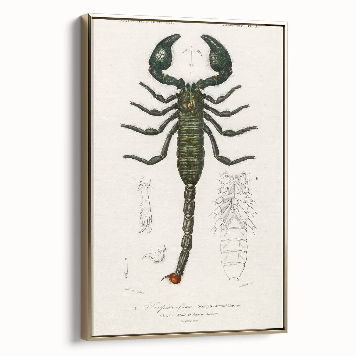 Romanticism Art: Emperor Scorpion Illustration Canvas Print