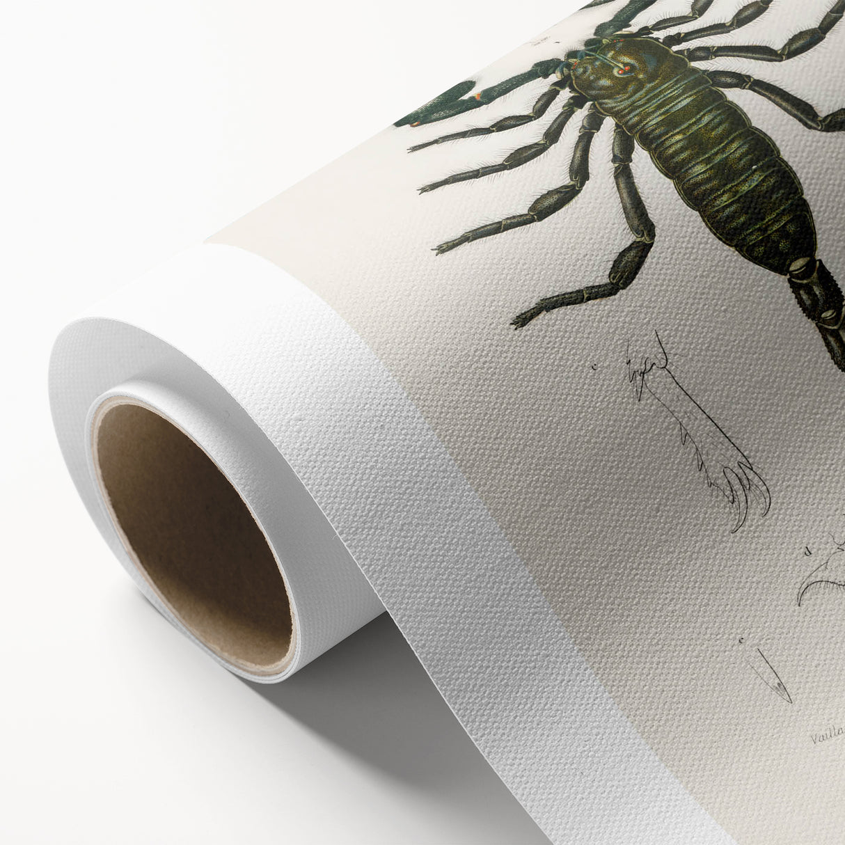 Romanticism Art: Emperor Scorpion Illustration Canvas Print