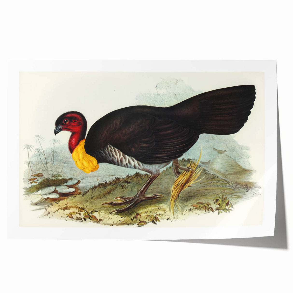 Famous Romantic Era Art: Brush Turkey Romanticism Art on Canvas