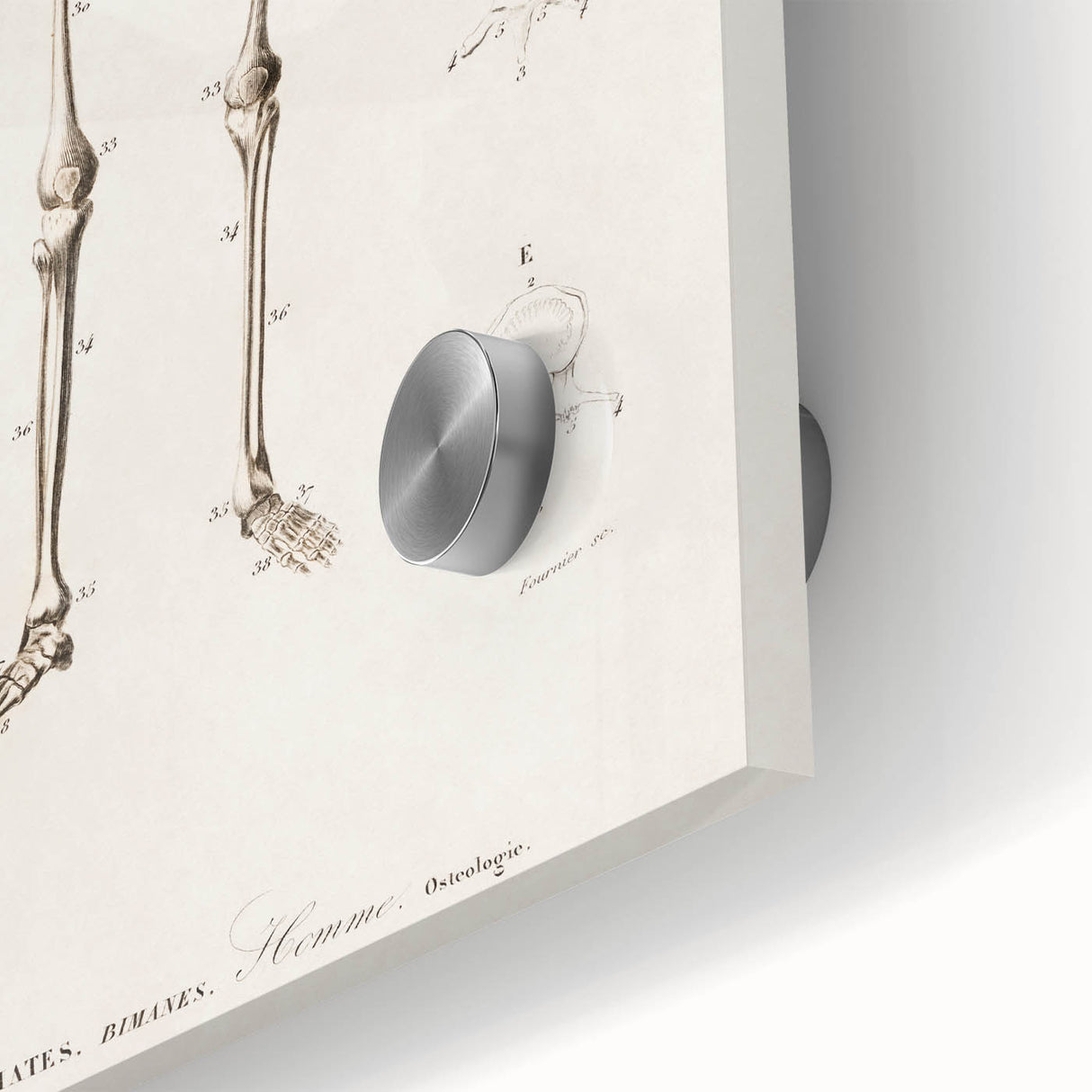 Romanticism Art: Human Skeleton Anatomical Illustration Canvas Print