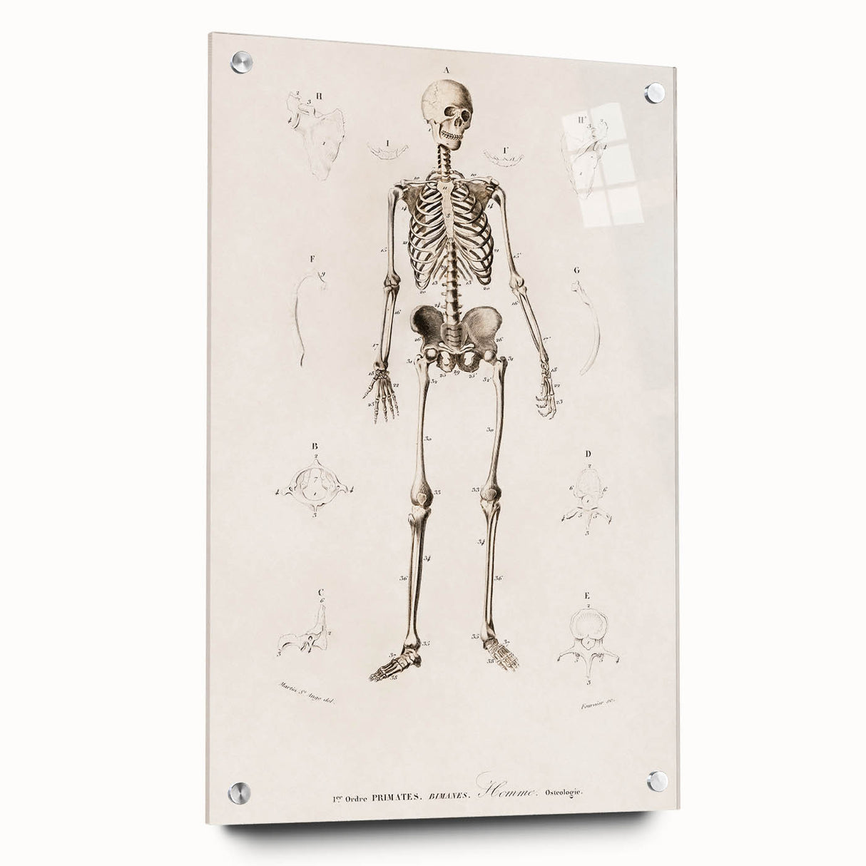 Romanticism Art: Human Skeleton Anatomical Illustration Canvas Print